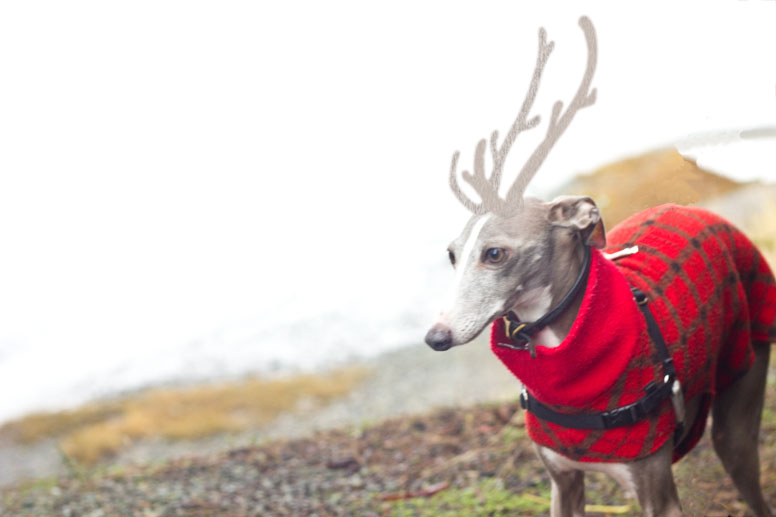 Enzo in his red coat with reigndeer antlers