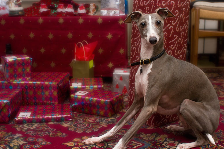 Enzo posing with Christmas presents