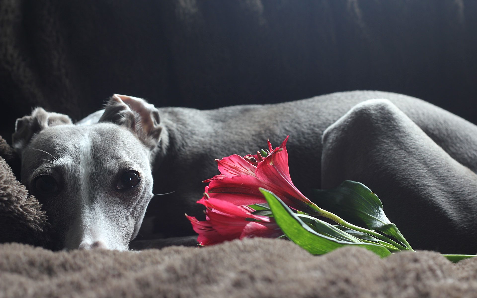 Enzo with red flower